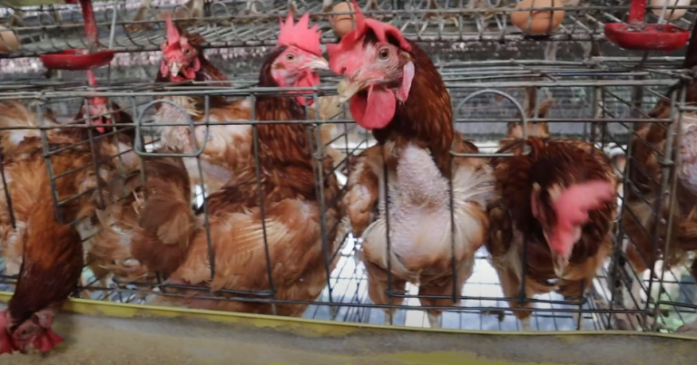 Persiapan Masa Pensiun Pelatihan Bisnis Peternakan Ayam Potong dan Petelur